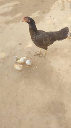 desi korak morghi with 5 aseel chicks