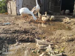 duck