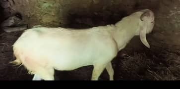 Qurbani k Leye Bakray Available hain