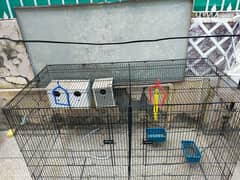 budgies