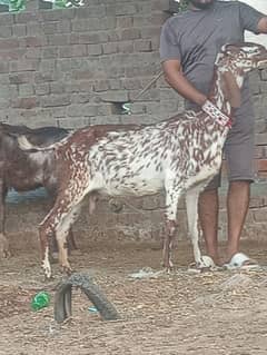 Makkhi Cheeni bakri Sale