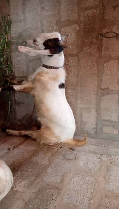 2 Dant Bakra