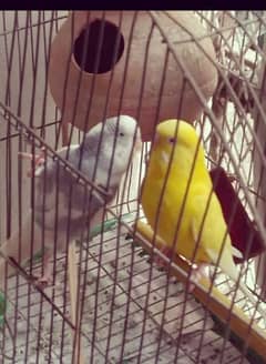 budgies 3500