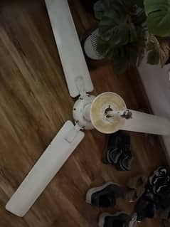 Royal fan