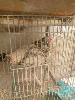 white jawa breed male for sale