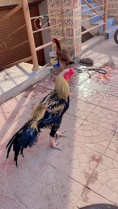 indian parrot beek long tail
