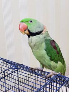 MALE PARROT AGE 3 YEARS