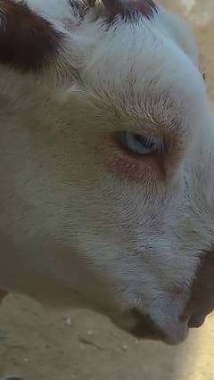 2 dant bakra blue eyes mein