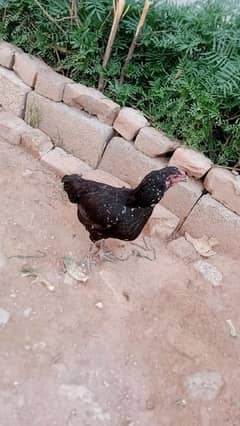 Desi