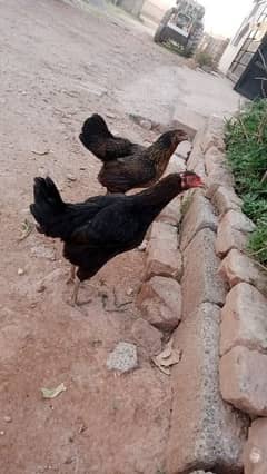 Hens.