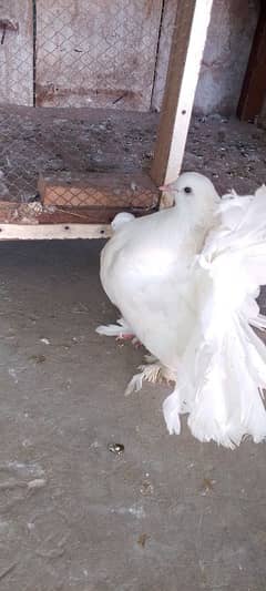 amircan fantail madi