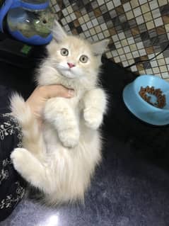 Persian kittens home breed fawn and bicolour