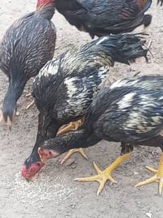 aseel murga for sale