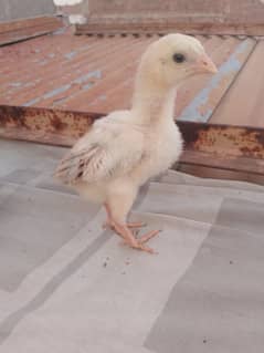 Aseel nice breed chicks available