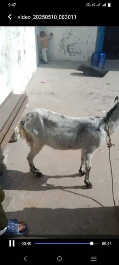 Bakri qurbani ky liy