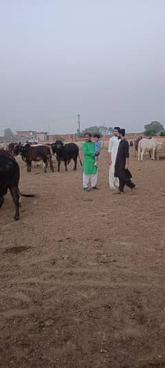 qubani animal