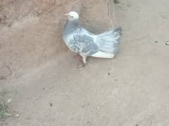 For sale