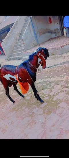 Nagra Breeder 4 Daant  42 hight Breeding & Qurbani KY leya bi ready