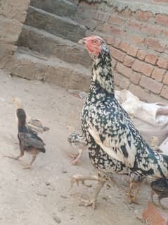 aseel jawa high quality chicks watsap 03147671096