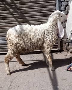 Chatra