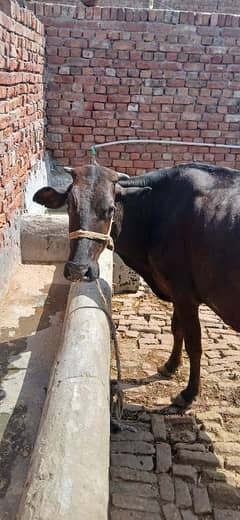 Cow