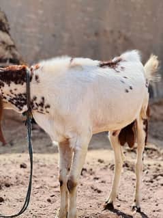 Bakra