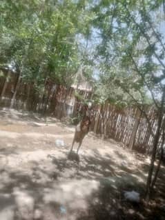 Bakra