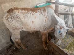2 dant bachiya 3 man weight Mai