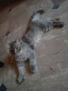 Persian cat