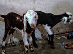 Goat baby