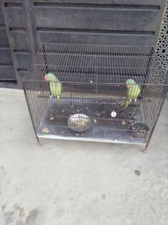 Two female speaking parrots Contact  Samran  0302 4623428
