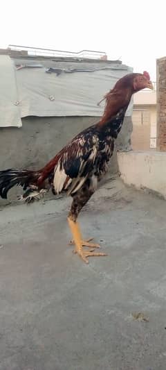 aseel morga home breed healthy and active