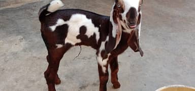 Pure Organic Goat Milk