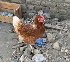 Lohman Brown 5 Hen