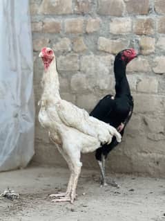 Aseel O Shamo Chris ophlo breader hen easy deal 0349__0046005