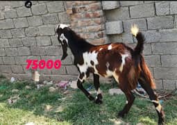 Bakra. . qurbani bakra