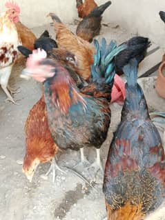 Golden Misri Murgi or murgy