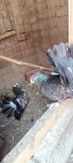 Pigeons for sale