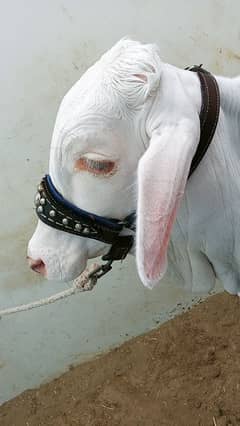 Chulistani Gulabi White