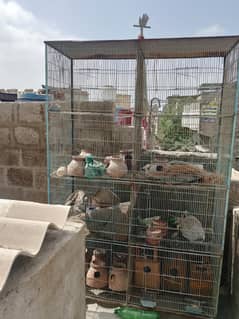8 poshan cage