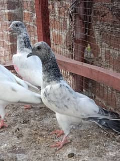 pigeon/teddy,rampuri,Ali wale,chohay kabooter for sale
