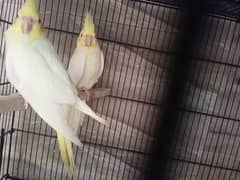 cocktiel 3 month old 2  bird home breed