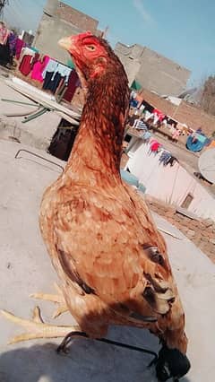 hen for sale