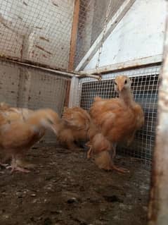 Golden Buff chicks