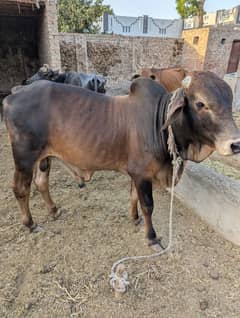 Desi Bachra