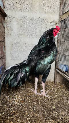 Black Mushka pair