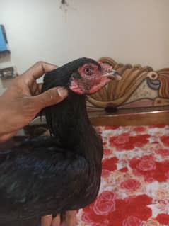 mushki madi double body for sale