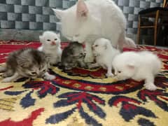 Persian cat / Persian kittens / triple coated / punch face / kittens