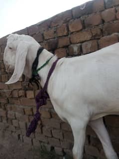Bakra rajhan pori