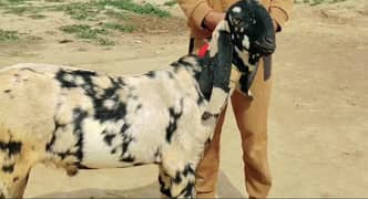 Bakra for sale rajanpuri WhatsApp 03231713265